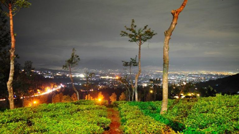 Чаена плантация в планината,
разказваща за града през нощта. За чара на небето и нюанса на нощта.