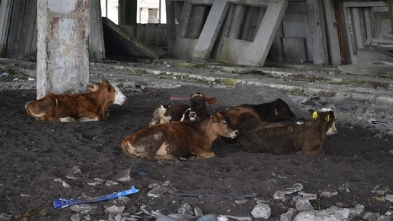 Макар част от парцела вече да е собственост на отделни физически лица, единствените следи от човешка дейност се виждат в едно от халетата, превърнато в импровизирана кравеферма
