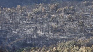 Купува се нова противопожарна техника, заяви вътрешният министър (на снимката: щетите след огъня край Струмяни)