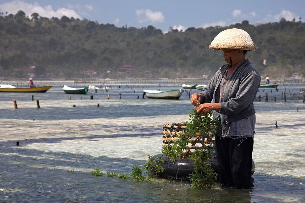 1280px-Seaweed_farming_-Nusa_Lembongan,_Bali-16Aug2009_edit
