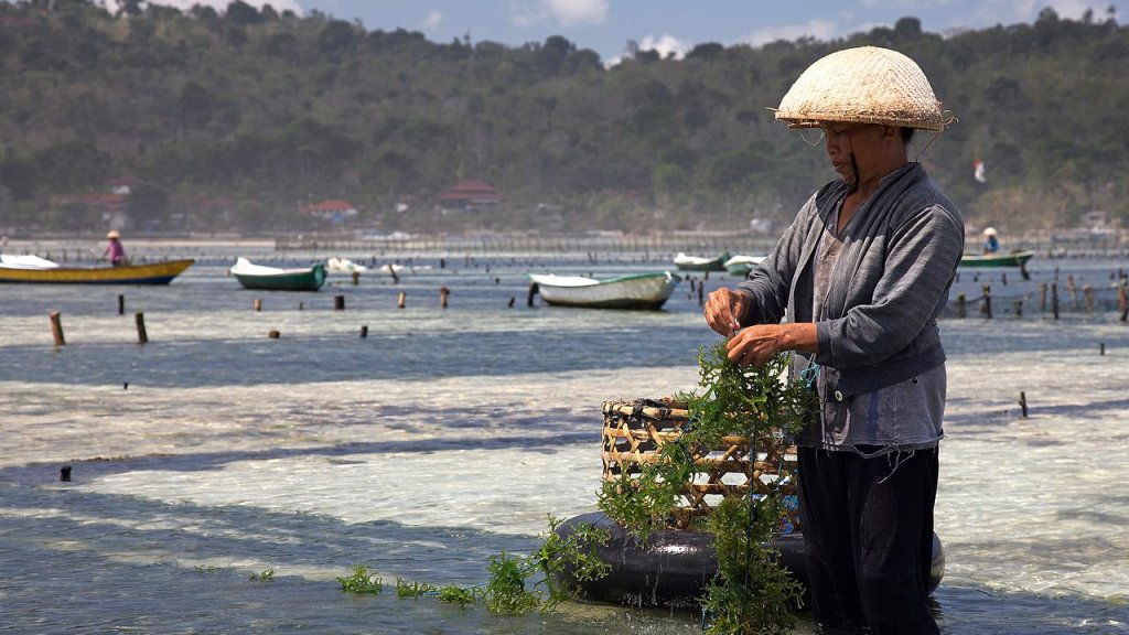 1280px-Seaweed_farming_-Nusa_Lembongan,_Bali-16Aug2009_edit