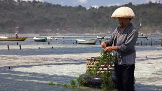 1280px-Seaweed_farming_-Nusa_Lembongan,_Bali-16Aug2009_edit