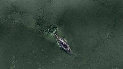 Казусът със заседналото в Балтийско море животно върви към своя край