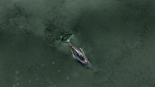 Казусът със заседналото в Балтийско море животно върви към своя край