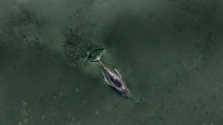 Казусът със заседналото в Балтийско море животно върви към своя край