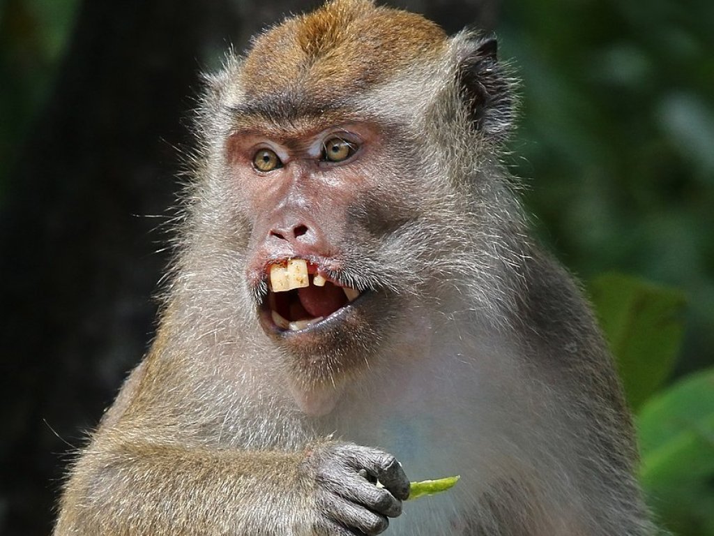 Long-tailed_macaque_(Macaca_fascicularis)_Labuk_Bay