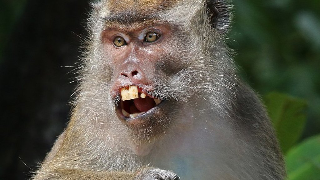 Long-tailed_macaque_(Macaca_fascicularis)_Labuk_Bay