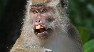 Long-tailed_macaque_(Macaca_fascicularis)_Labuk_Bay