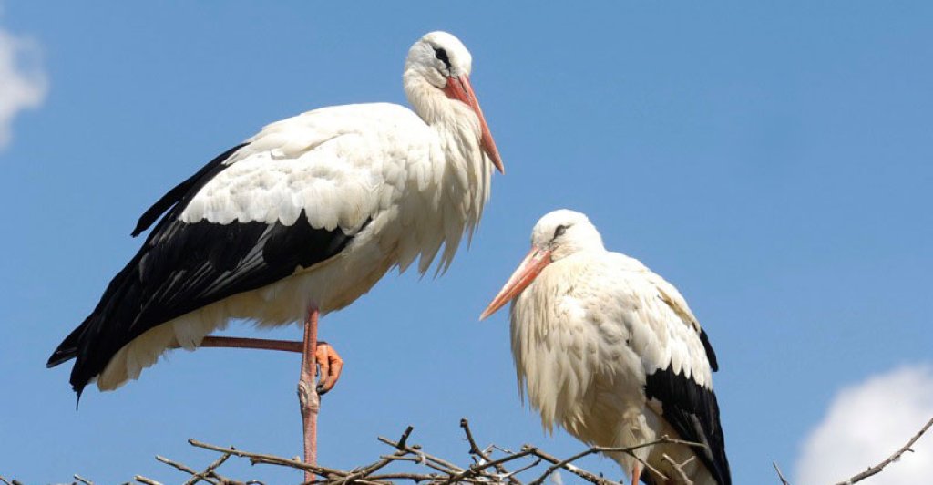 cigogne-couple_1