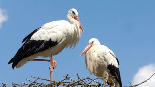 cigogne-couple_1