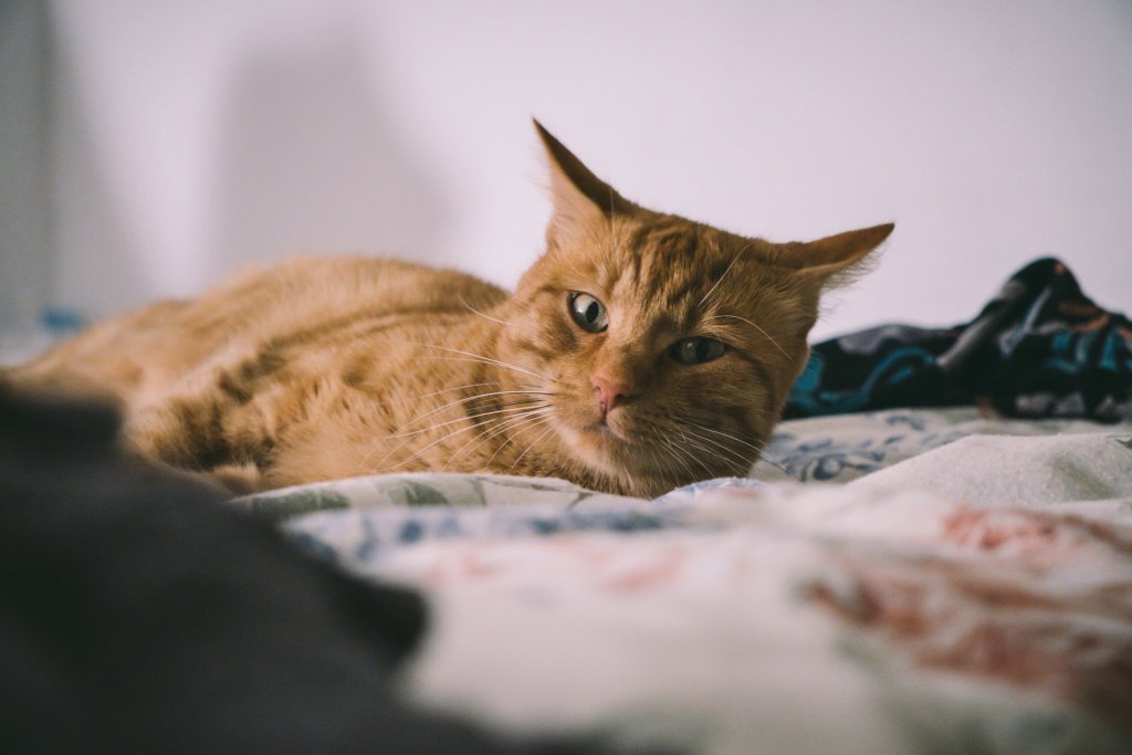 kat-von-wood-P0tZqeSpNic-unsplash