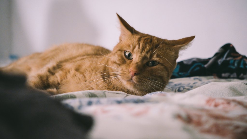 kat-von-wood-P0tZqeSpNic-unsplash