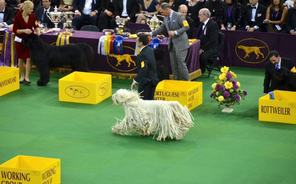 A_Komondor