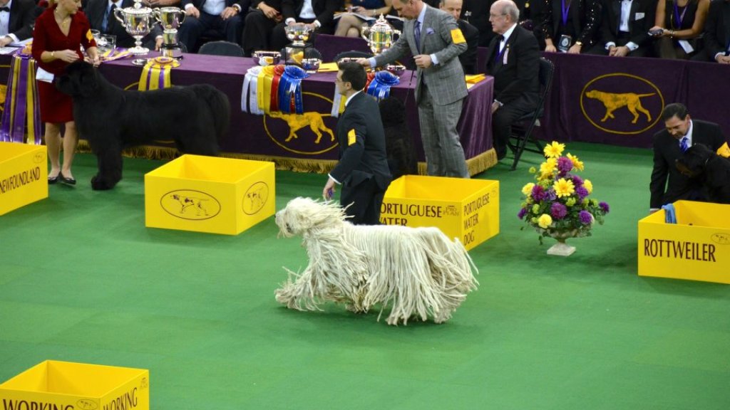 A_Komondor