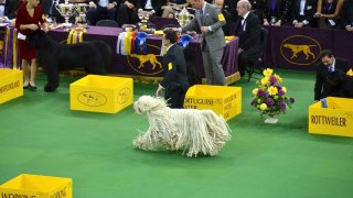 A_Komondor