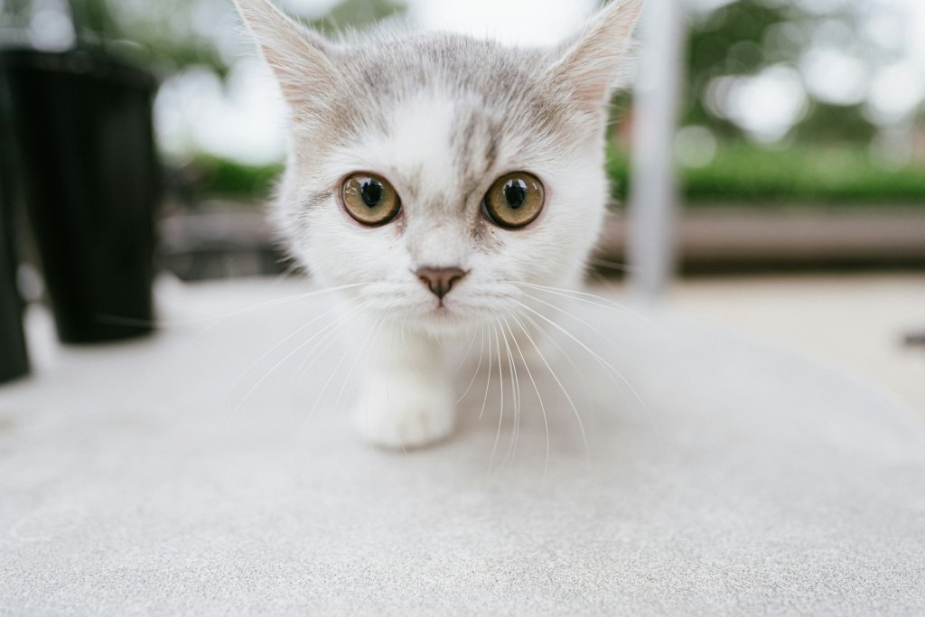 tran-mau-tri-tam-UTU4apKofsI-unsplash
