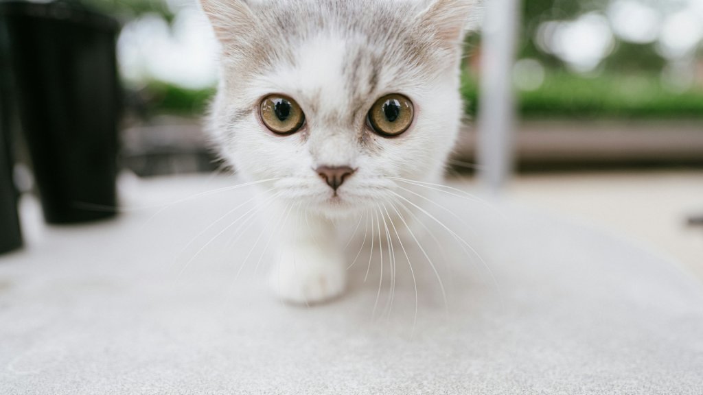 tran-mau-tri-tam-UTU4apKofsI-unsplash