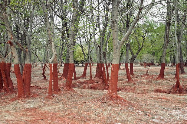 Дървета след разсипване на токсични отпадъци в Западна Унгария