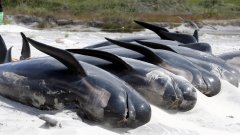 Стотици морски бозайници загинаха само за ден