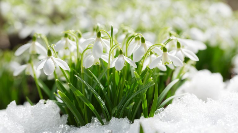 Началото на март ще е истински пролетно и на места термометърът ще покаже до 18 градуса