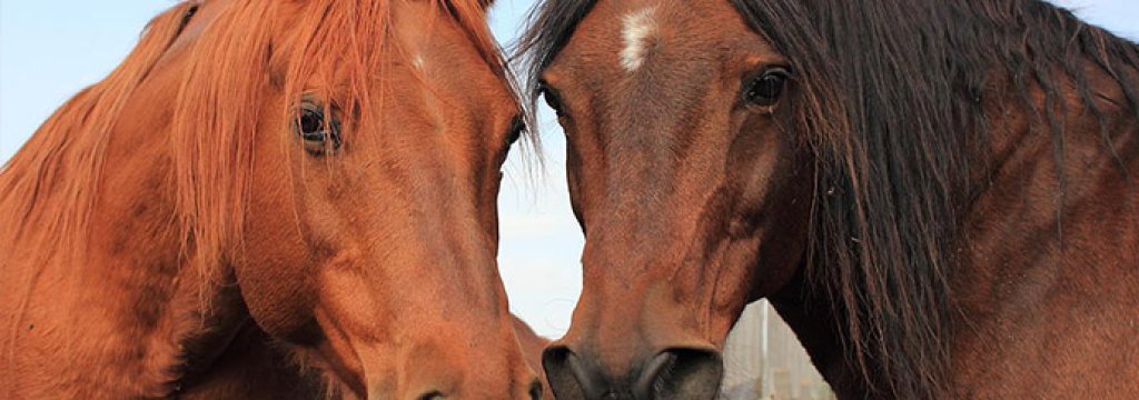 two-horses-jim-sauchyn