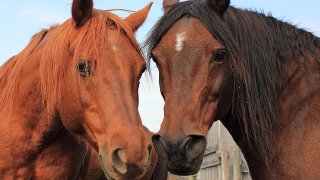 two-horses-jim-sauchyn