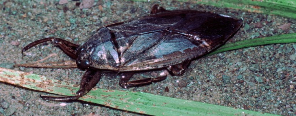 Lethocerus Americanus. (Photo By: MyLoupe/UIG Via Getty Images)