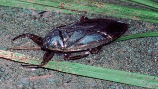 Lethocerus Americanus. (Photo By: MyLoupe/UIG Via Getty Images)