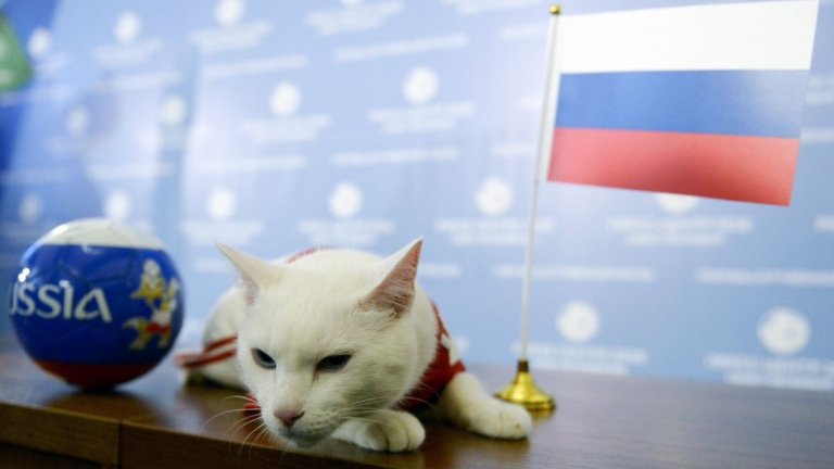Официалният оракул на Мондиал 2018 – котката Ахил, предрече, че домакините от Русия ще победят Саудитска Арабия.

