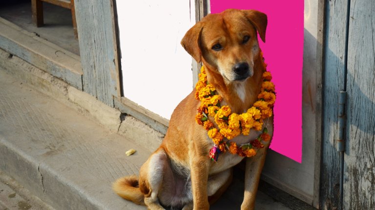 Кукук ТихарКукук Тихар е ежегоден фестивал в Индия, който продължава три дена и вторият е в чест на кучетата. В индийската митология кучетата стоят близо до боговете и са създания, които се славят с мъдростта си. Освен това са пазители на стадата и ги опазват от други митични чудовища.