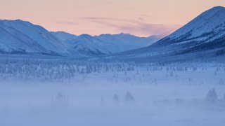 Oymyakon_forests
