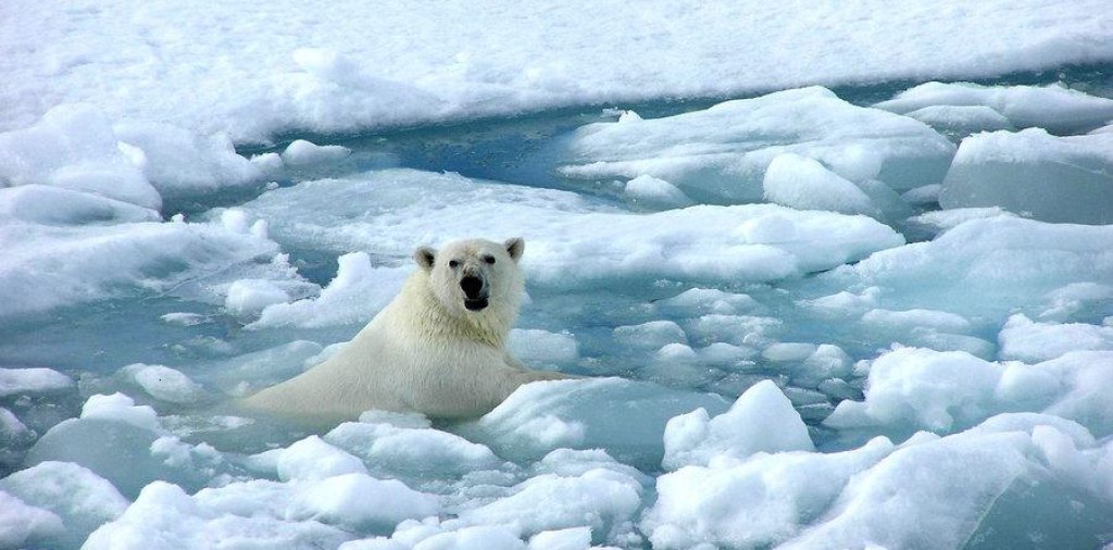 1379402361_arctic_sea_ice_polar_bear