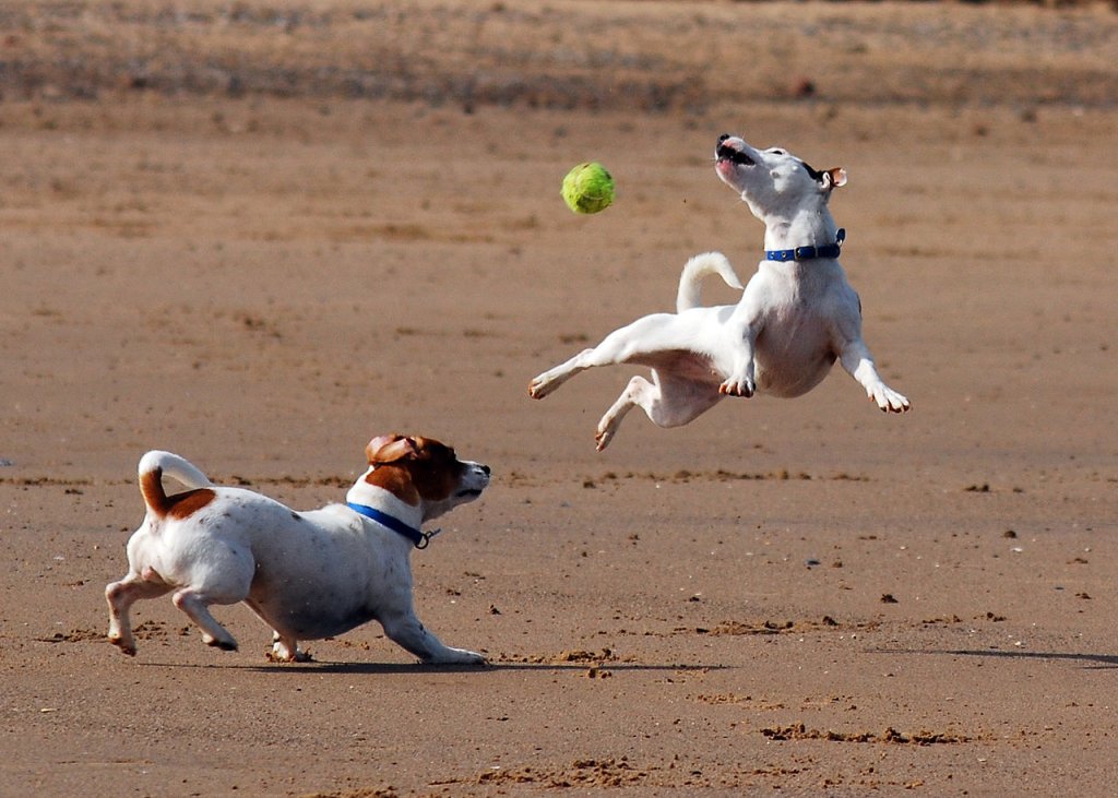1280px-Jack_Russell_Terrier_Eddi_Jumping
