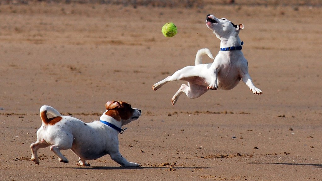 1280px-Jack_Russell_Terrier_Eddi_Jumping