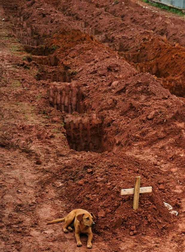 Кучето Леао три дни стои до гроба на собственика си, загинал при свлачище в Рио де Жанейро през 2011 г.