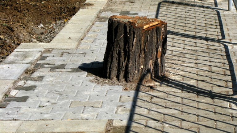 Едно от дърветата, заради които имаше протести