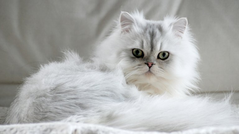 Персийска котка
Една от най-мързеливите породи. Разкошната персийка няма нищо против да прекара деня тихо на дивана със стопанина си наоколо, който леко да я чеше зад ушите или да я гали.
Тези котки са прочути със спокойния си темперамент и нежен, приятелски характер. Както и със самодостатъчността си.