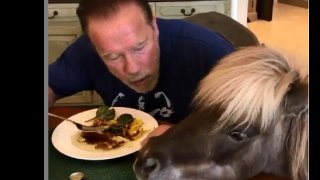 Сигурно веднага се сещате за актьора и бивш губернатор Арнолд Шварценегер, който охотно споделяше в Instagram как си изкарва времето в изолация - в компанията на магаре, пони и йоркширски териер.