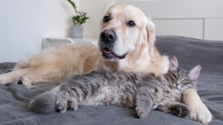 За тях "Като куче и котка" не важи