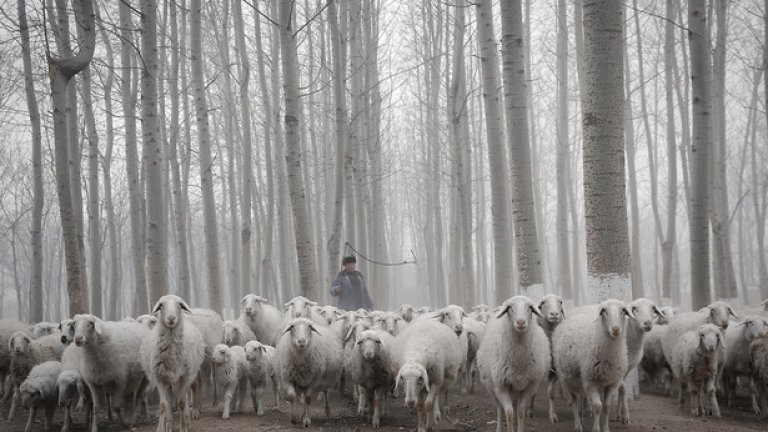 Бойко Борисов отново се загрижи за работните места на овчарите