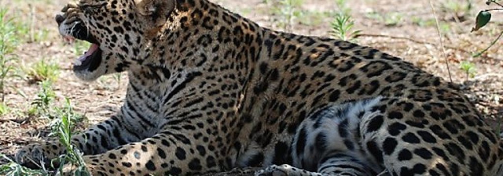 jaguar