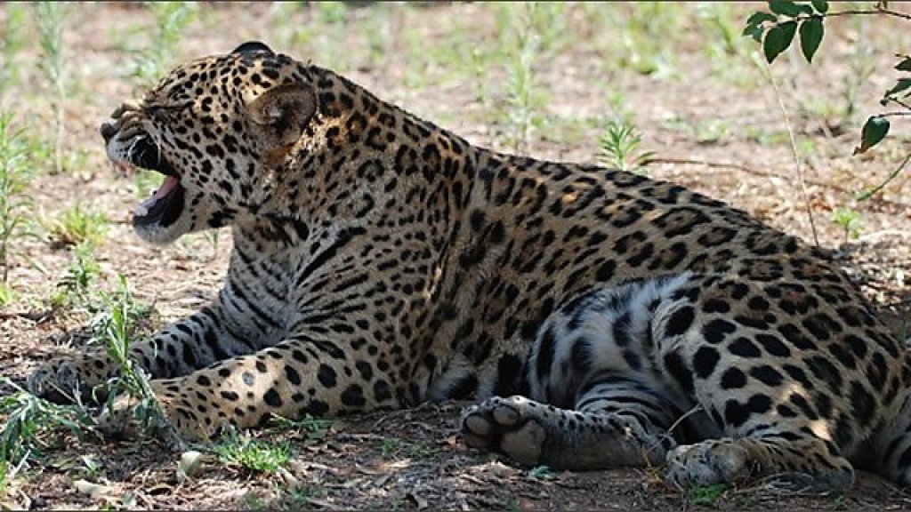 jaguar