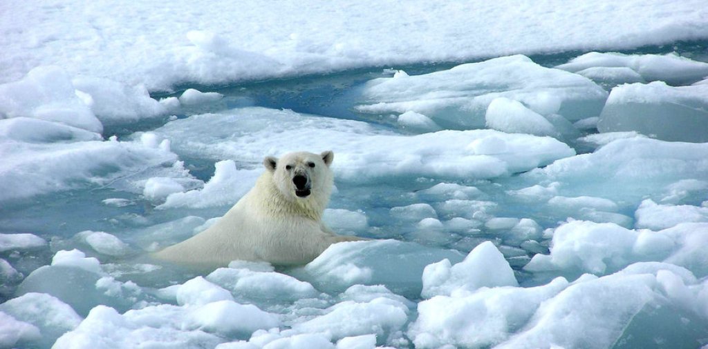 1379402361_arctic_sea_ice_polar_bear