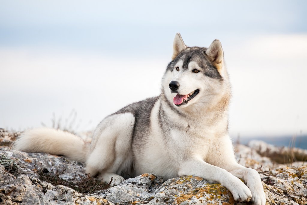 Да си отгледаш вълк у дома...