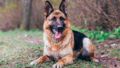 Те са надарени с невероятно търпение и издръжливост