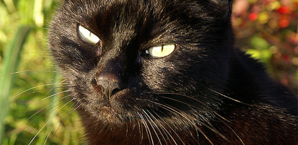 A_black_cat_named_Tilly