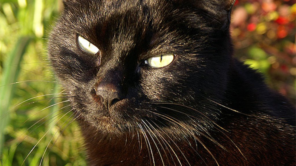 A_black_cat_named_Tilly