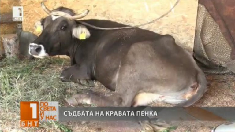 "Кравата Пенка - най-добрият кандидат за Европейския парламент!"