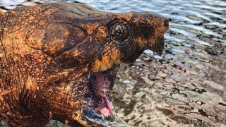 Алигаторската костенурка - сладководният питбул на дъното