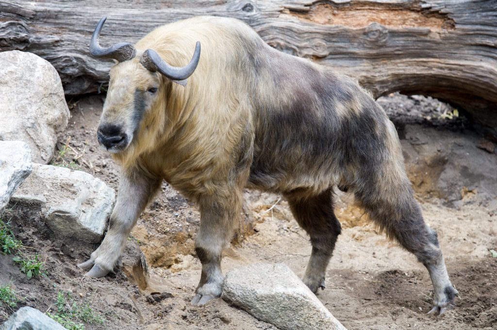 Takin_Standing_(22221570730)